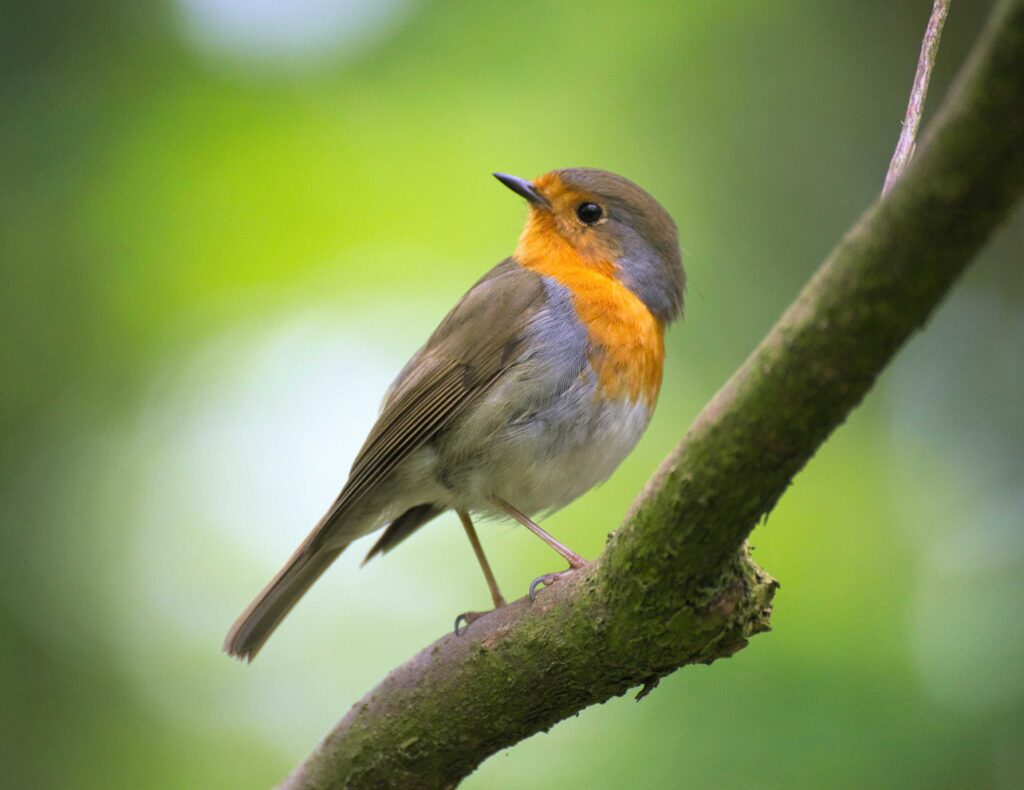 Swarowski kikkert: et synonym for optisk elegance