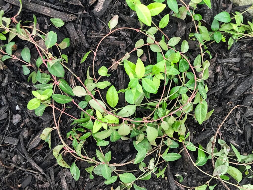 Træflis og ukrudtsduge gør naturligt din have modstandsdygtig mod ukrudt